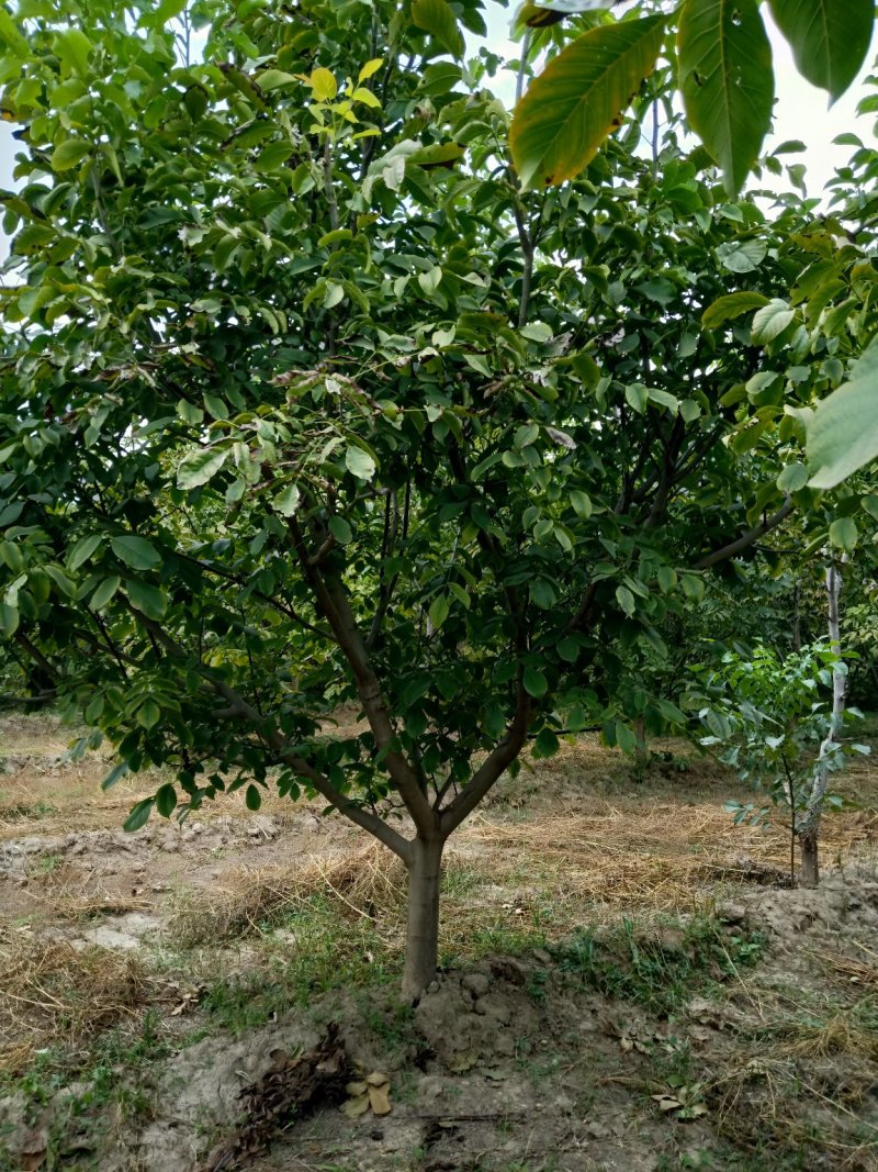 核桃树
