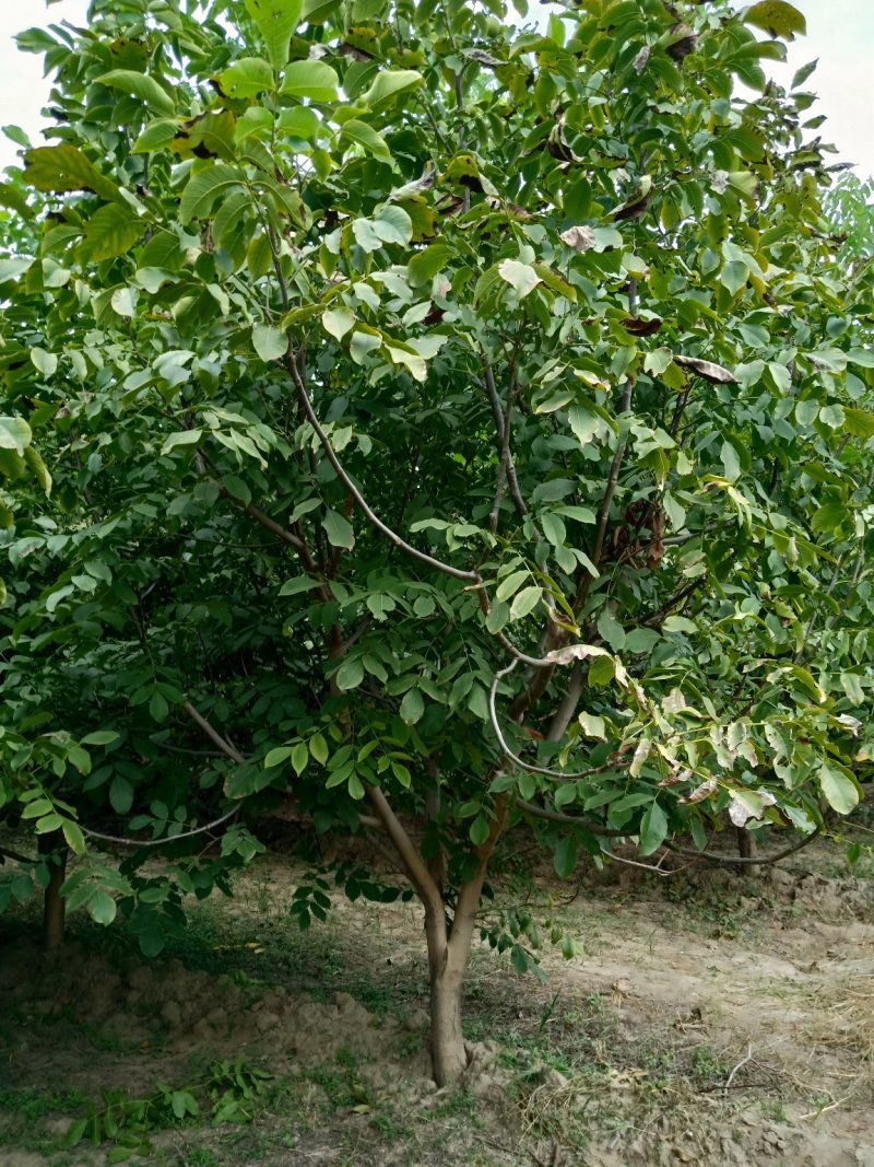 核桃树