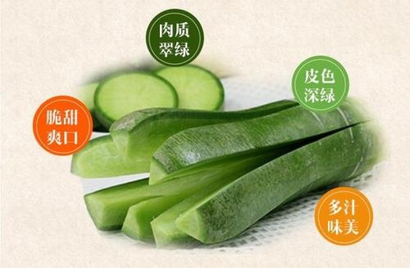 沙窝萝卜