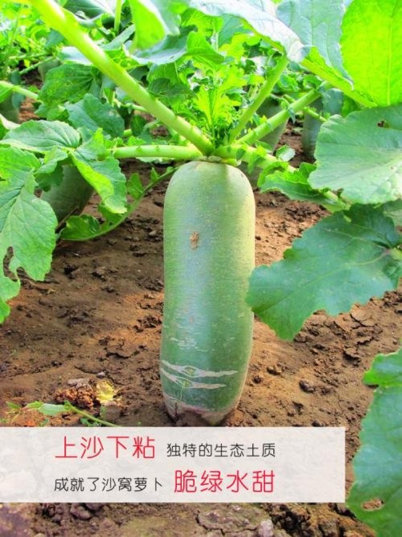 沙窝萝卜