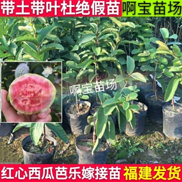福建台湾红心芭乐红肉番石榴苗盆栽四季果苗树苗当年结果带土