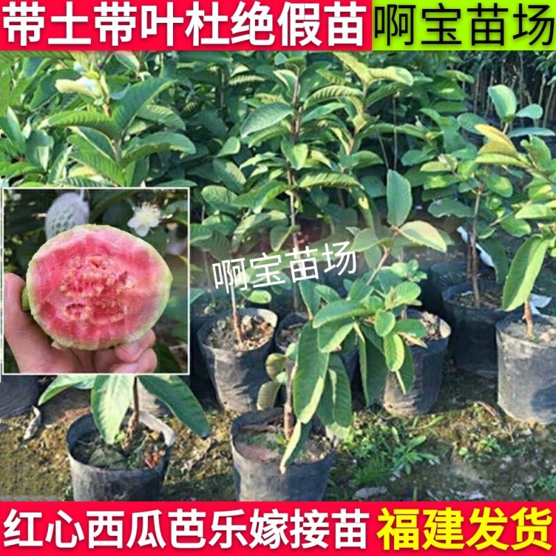 福建台湾红心芭乐红肉番石榴苗盆栽四季果苗树苗当年结果带土