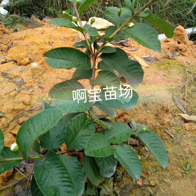 福建台湾红心芭乐红肉番石榴苗盆栽四季果苗树苗当年结果带土