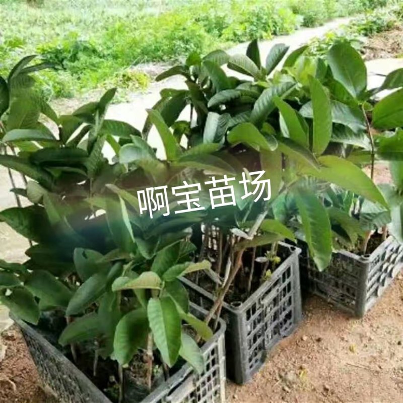 福建台湾红心芭乐红肉番石榴苗盆栽四季果苗树苗当年结果带土