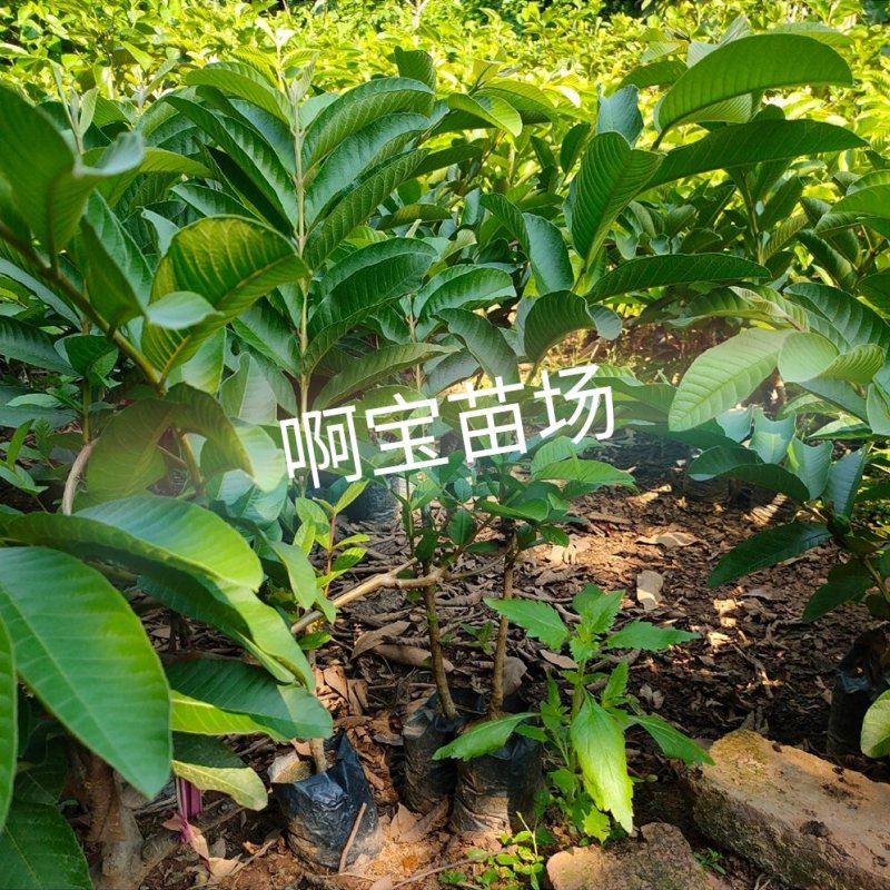 福建台湾红心芭乐红肉番石榴苗盆栽四季果苗树苗当年结果带土