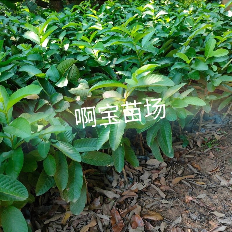 福建台湾红心芭乐红肉番石榴苗盆栽四季果苗树苗当年结果带土