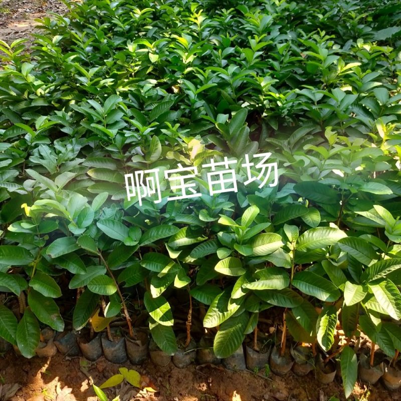 福建台湾红心芭乐红肉番石榴苗盆栽四季果苗树苗当年结果带土