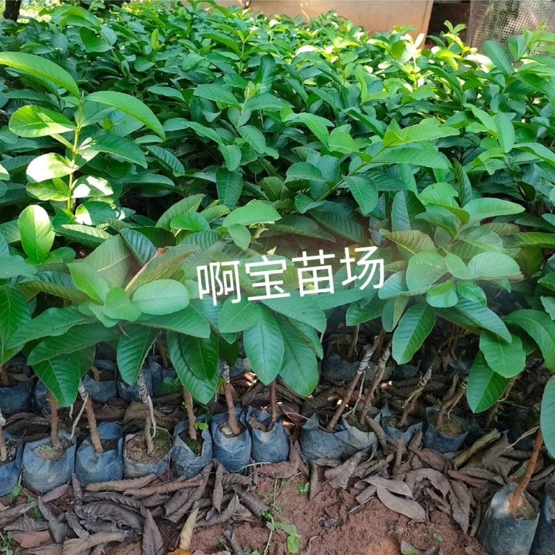 福建台湾红心芭乐红肉番石榴苗盆栽四季果苗树苗当年结果带土