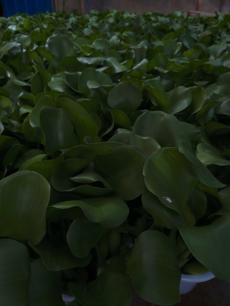 水生植物，水葫芦，凤眼蓝