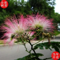 合欢树苗合欢苗绒花树苗芙蓉花树苗庭院盆栽合欢树苗绿化工程
