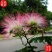 合欢树苗合欢苗绒花树苗芙蓉花树苗庭院盆栽合欢树苗绿化工程