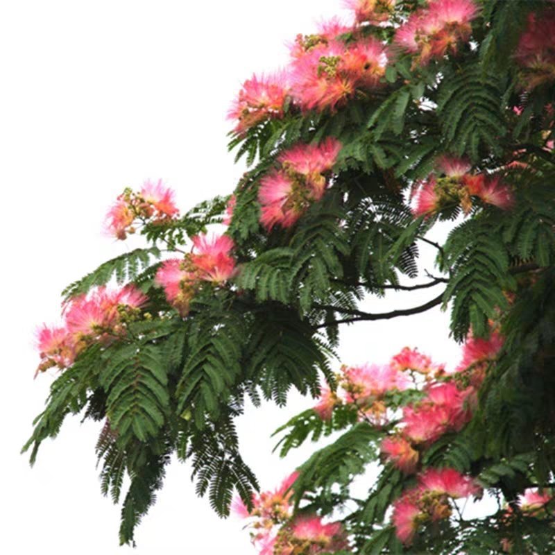 合欢树苗合欢苗绒花树苗芙蓉花树苗庭院盆栽合欢树苗绿化工程