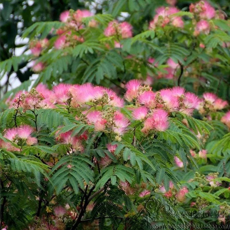 合欢树苗合欢苗绒花树苗芙蓉花树苗庭院盆栽合欢树苗绿化工程