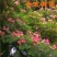 合欢树苗合欢苗绒花树苗芙蓉花树苗庭院盆栽合欢树苗绿化工程