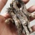 虎掌草,道地药材,质优价实,品质保证,药典标准一公斤起批