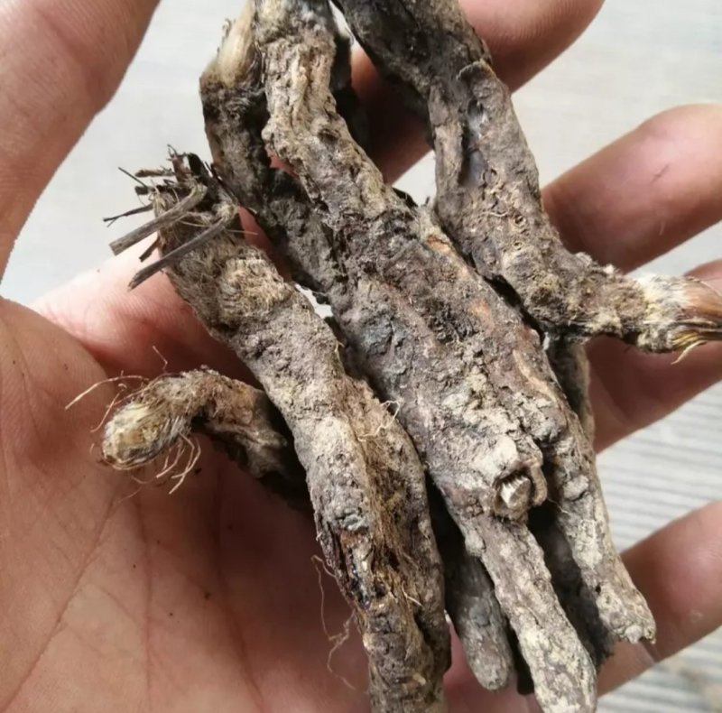 虎掌草，道地药材，质优价实，品质保证，药典标准一公斤起批