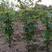 拐枣树苗万寿果苗子鸡爪梨金勾子树大小品种庭院绿化经济
