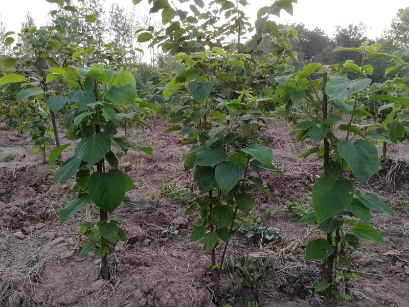 拐枣树苗万寿果苗子鸡爪梨金勾子树大小品种庭院绿化经济