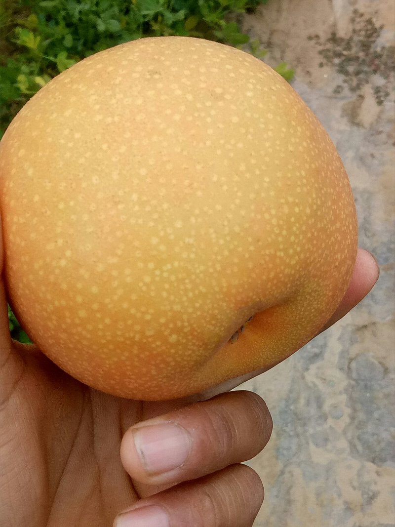 秋月梨
