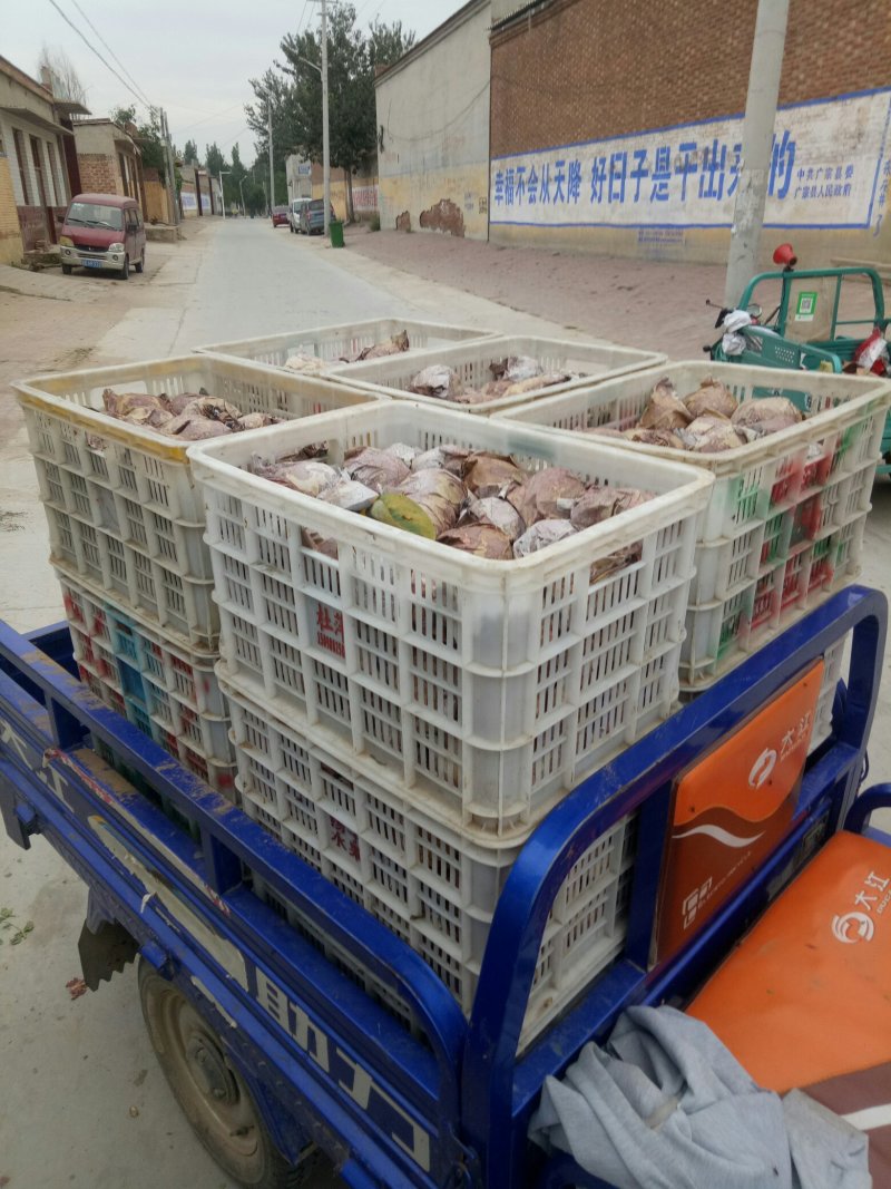 秋月梨