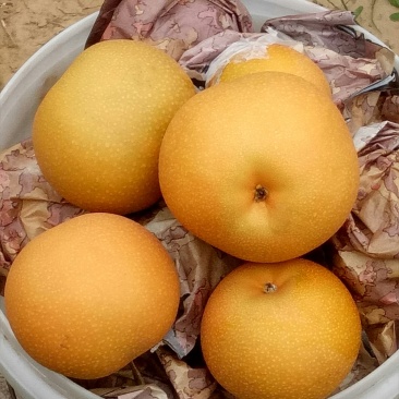 秋月梨