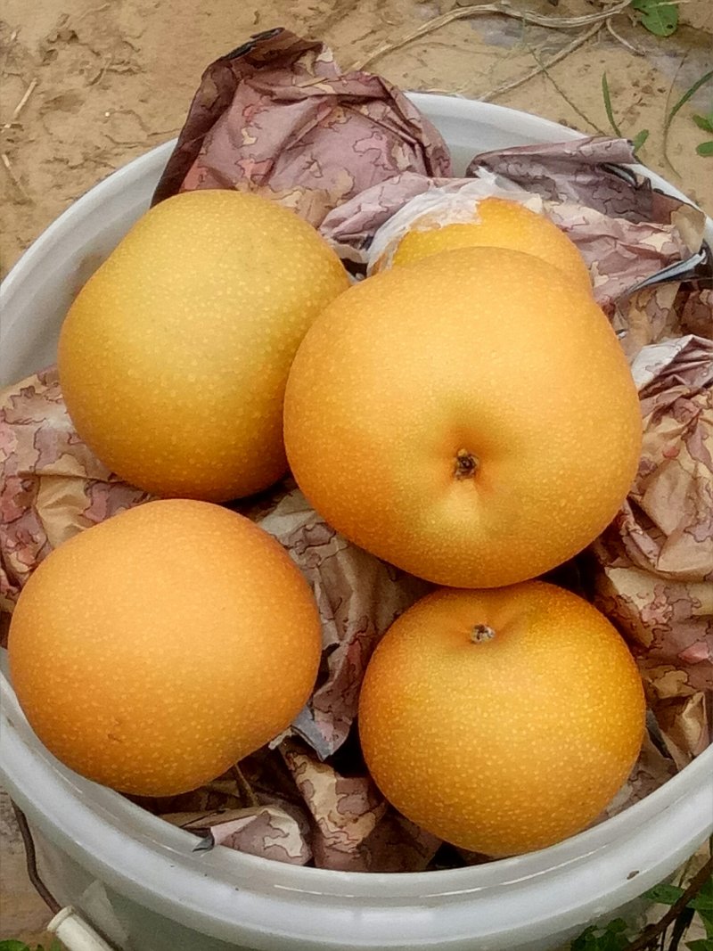 秋月梨