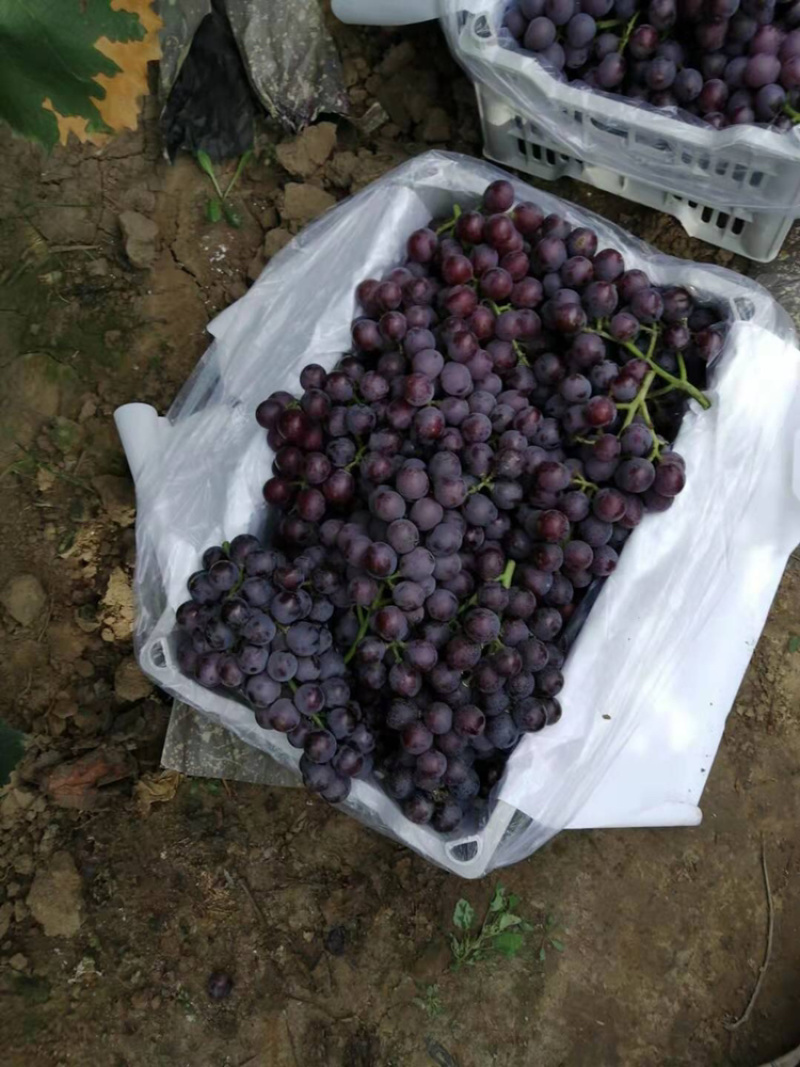 巨峰葡萄，葡萄巨峰精品葡萄单串一斤以上陆地巨峰