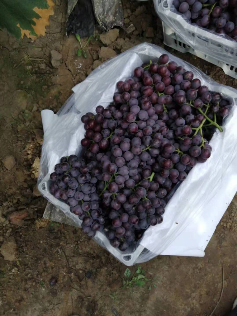 巨峰葡萄，葡萄巨峰精品葡萄单串一斤以上陆地巨峰