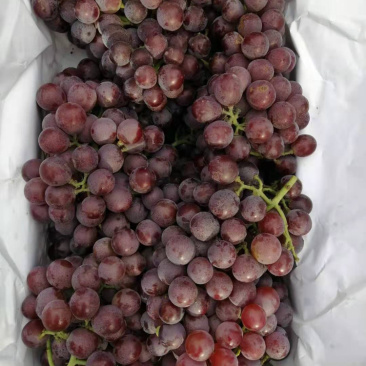 巨峰葡萄，葡萄巨峰精品葡萄单串一斤以上陆地巨峰