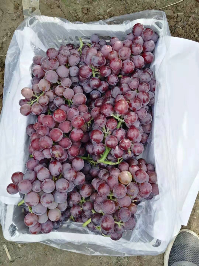 巨峰葡萄，葡萄巨峰精品葡萄单串一斤以上陆地巨峰