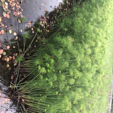 纸莎草