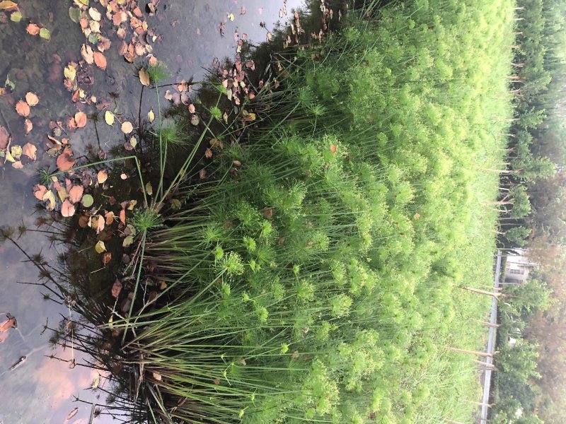 纸莎草