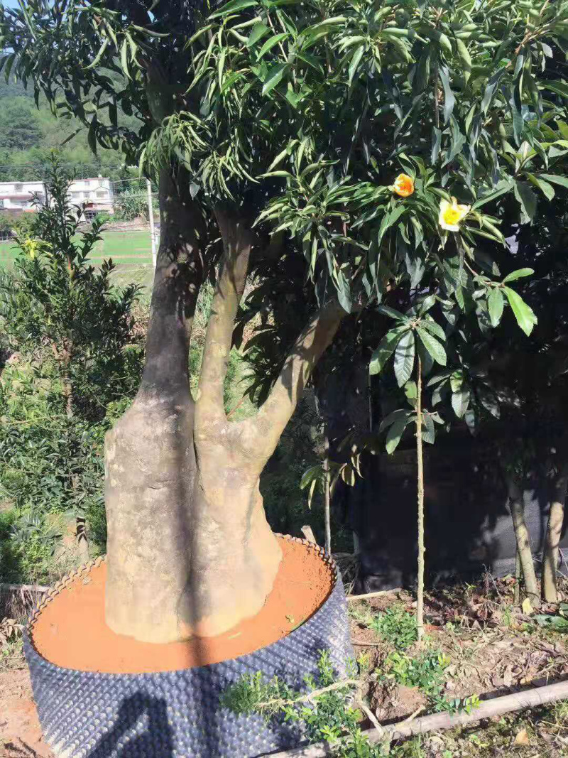 下山货山茶花
