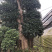 下山货山茶花