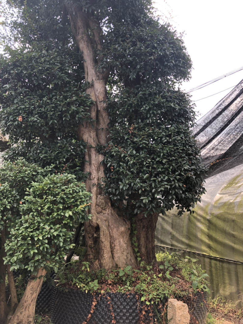 下山货山茶花
