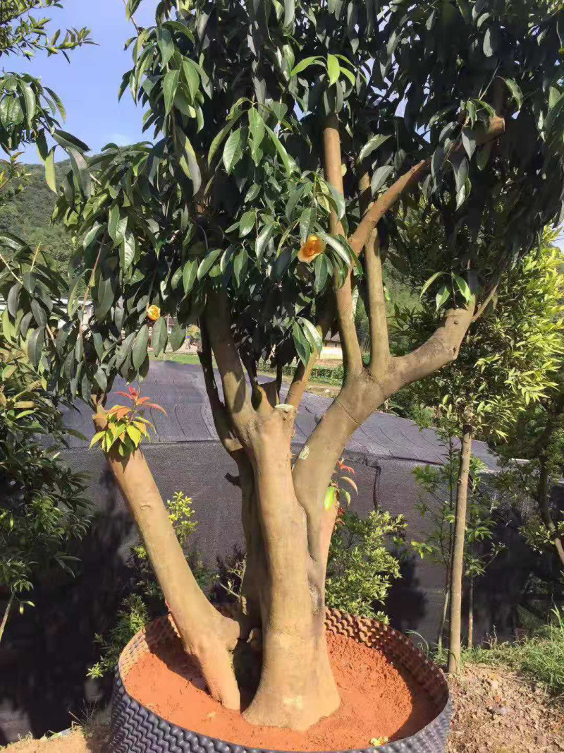 下山货山茶花