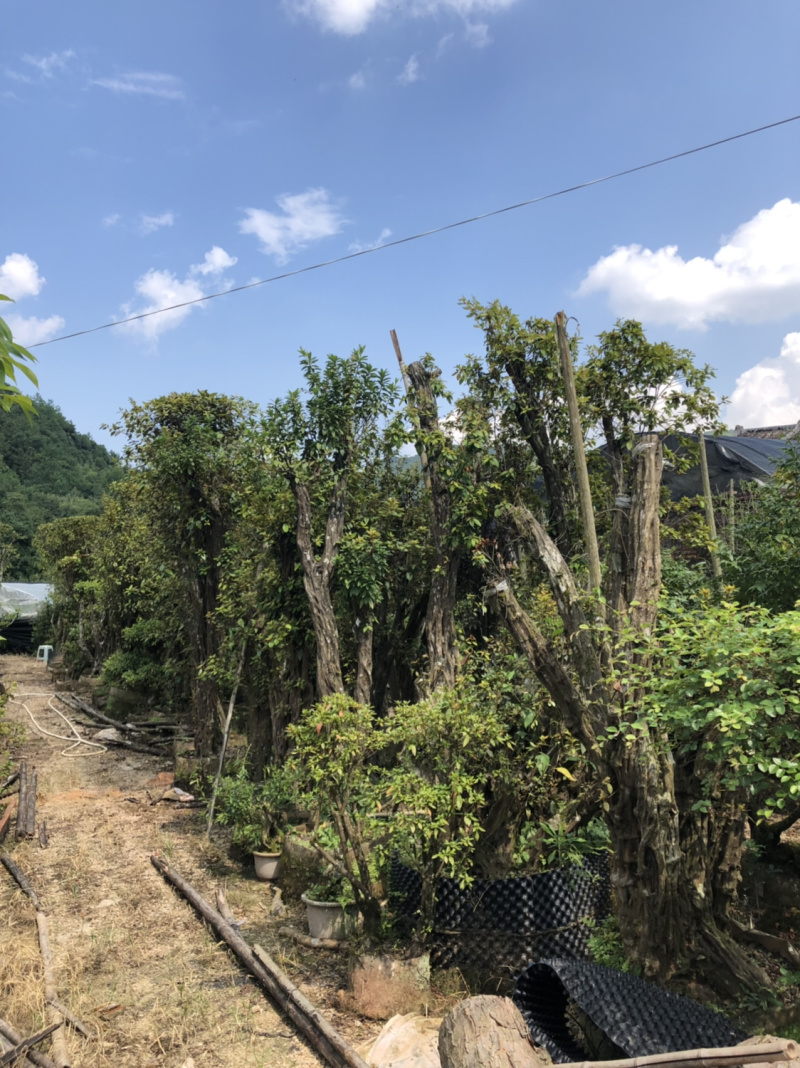 下山货山茶花