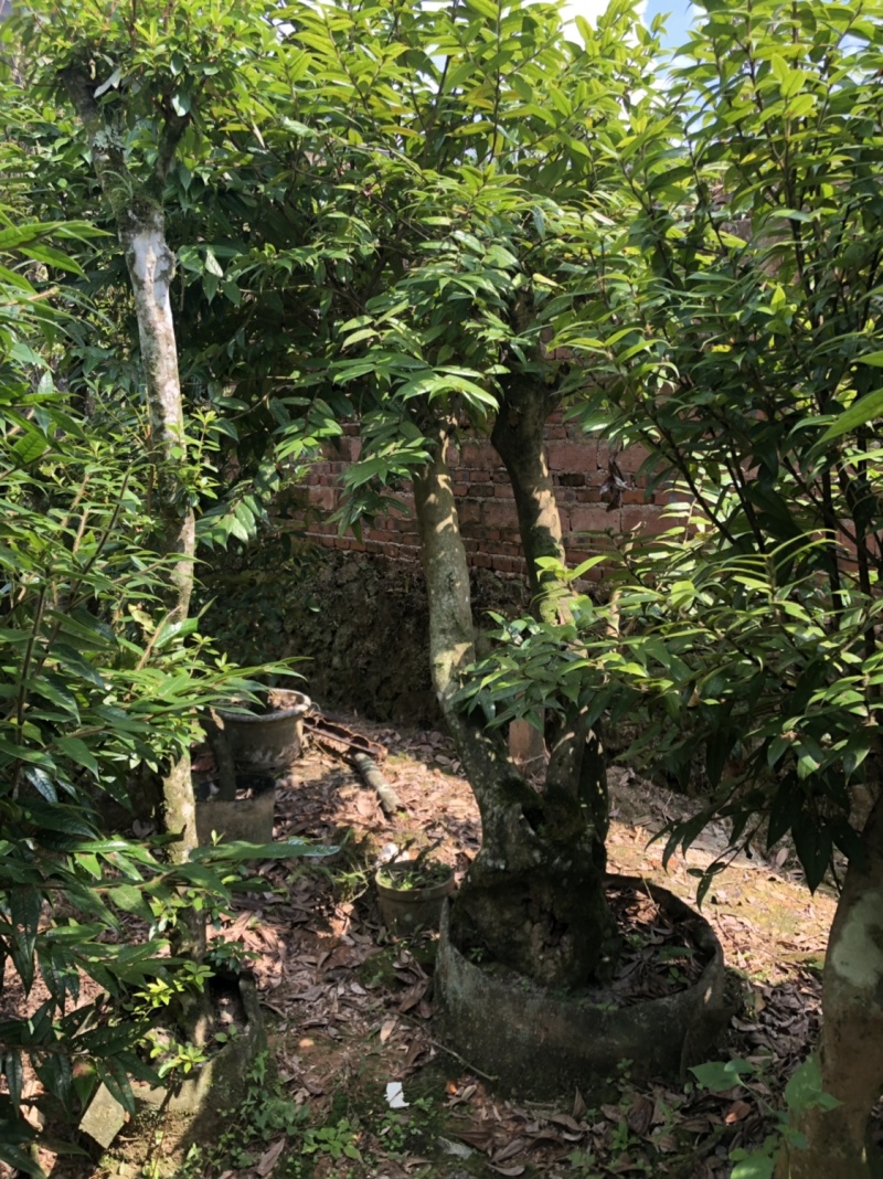 下山货山茶花