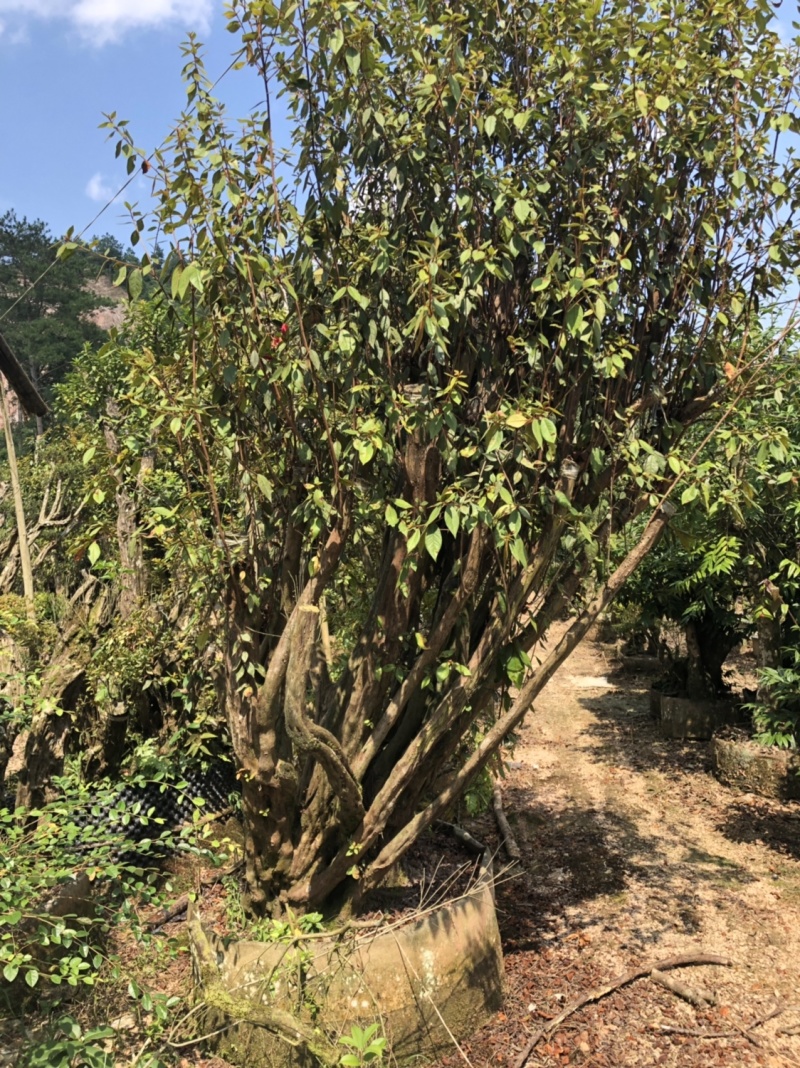 下山货山茶花