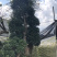 下山货山茶花