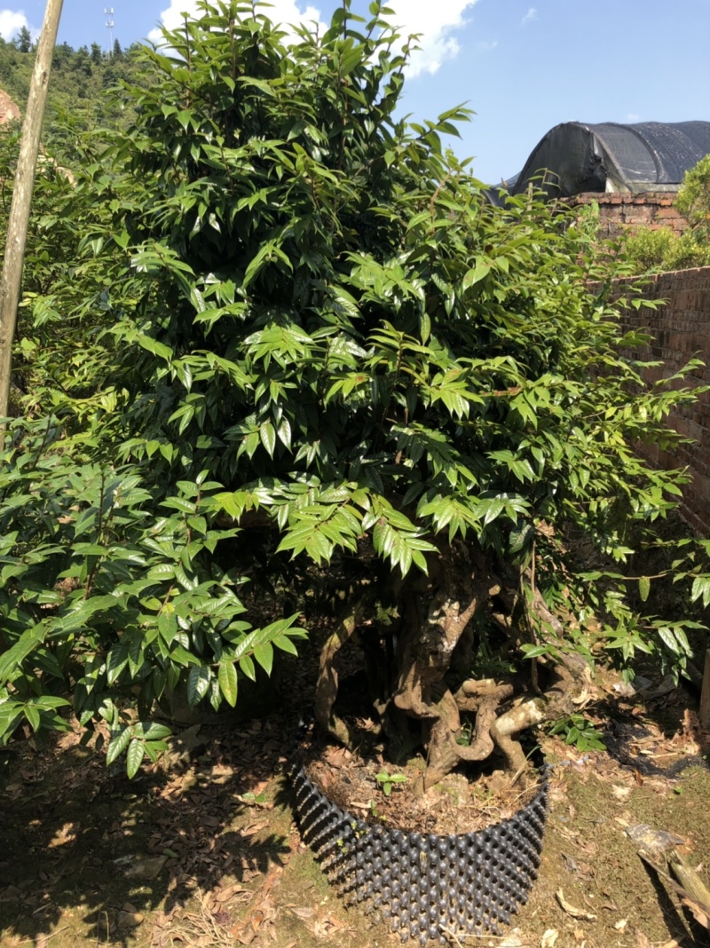 下山货山茶花