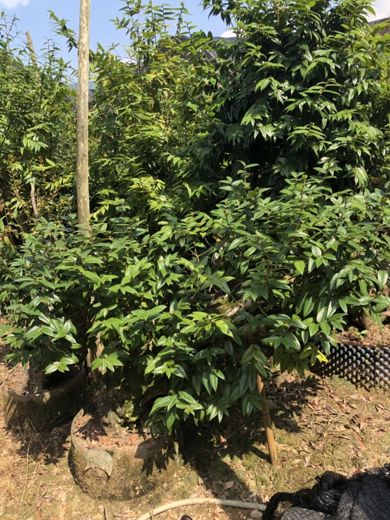 下山货山茶花