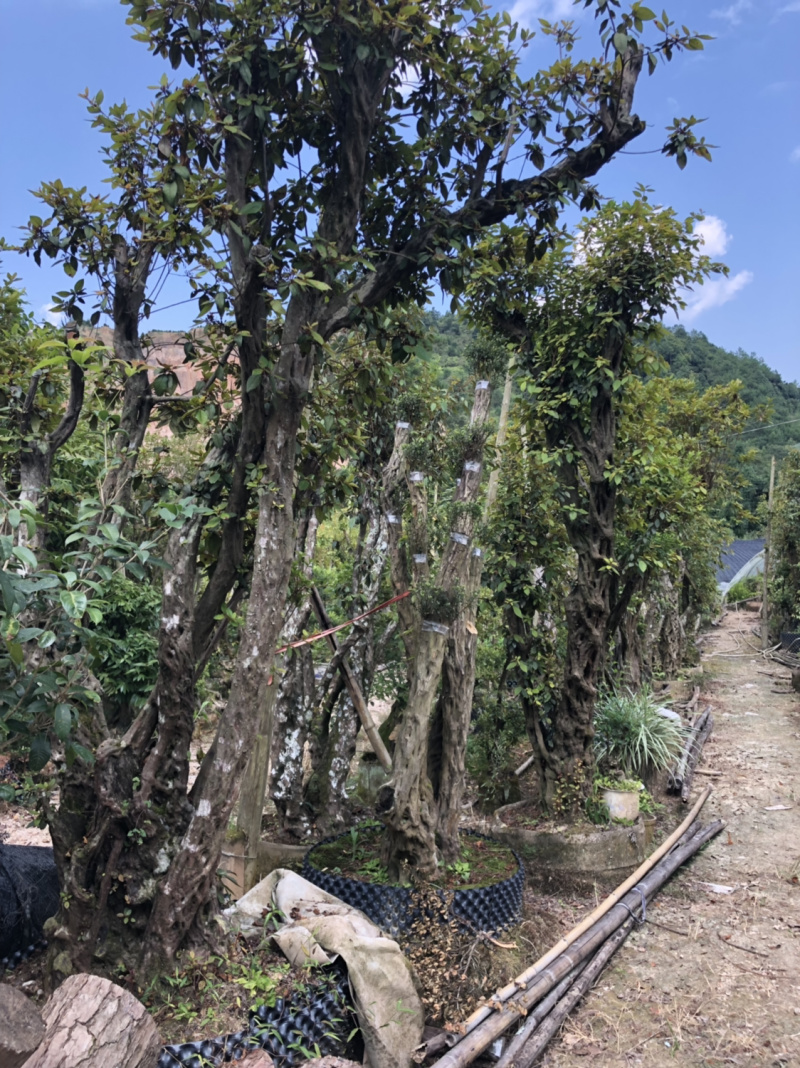 下山货山茶花