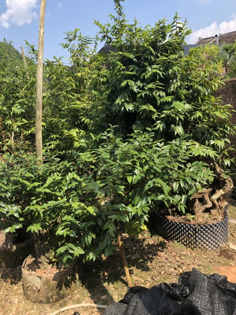下山货山茶花