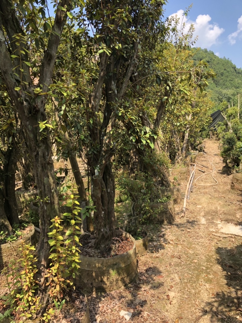 下山货山茶花