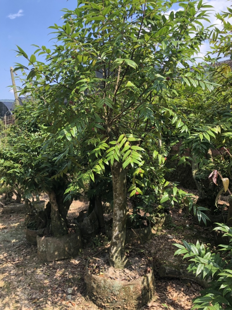 下山货山茶花