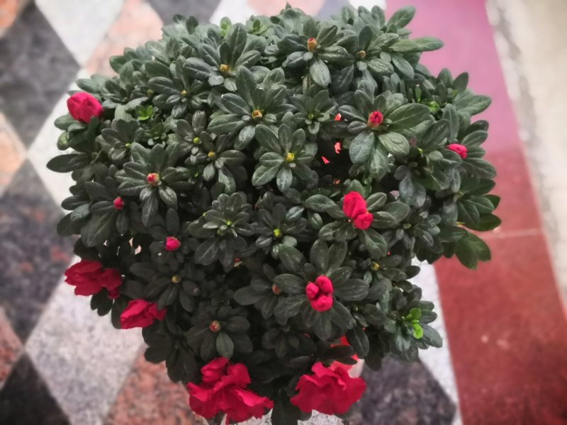 杜鹃花盆栽植物室内带花好养的花常年四季开花不断花卉观花植