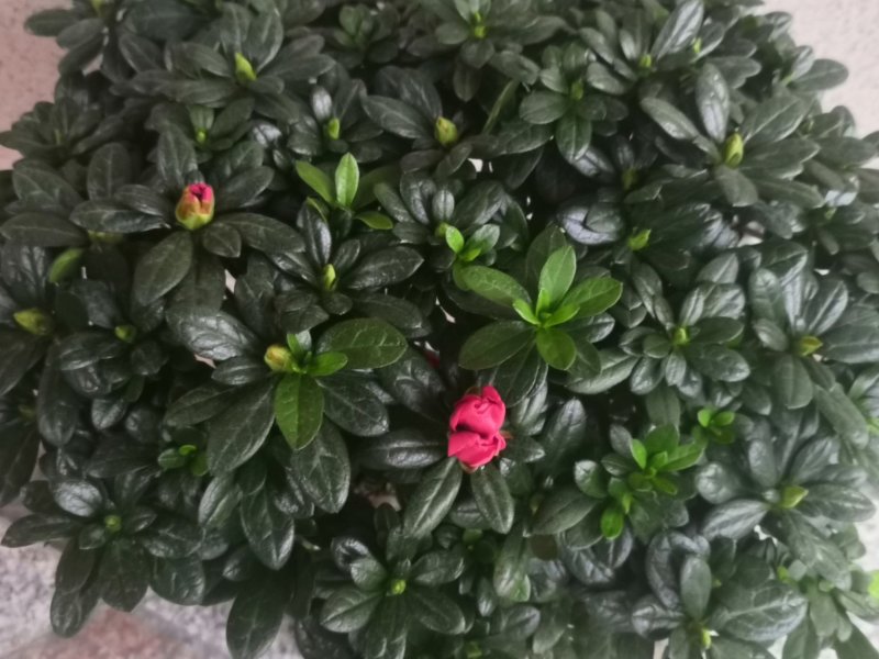 杜鹃花盆栽植物室内带花好养的花常年四季开花不断花卉观花植