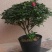 杜鹃花盆栽植物室内带花好养的花常年四季开花不断花卉观花植
