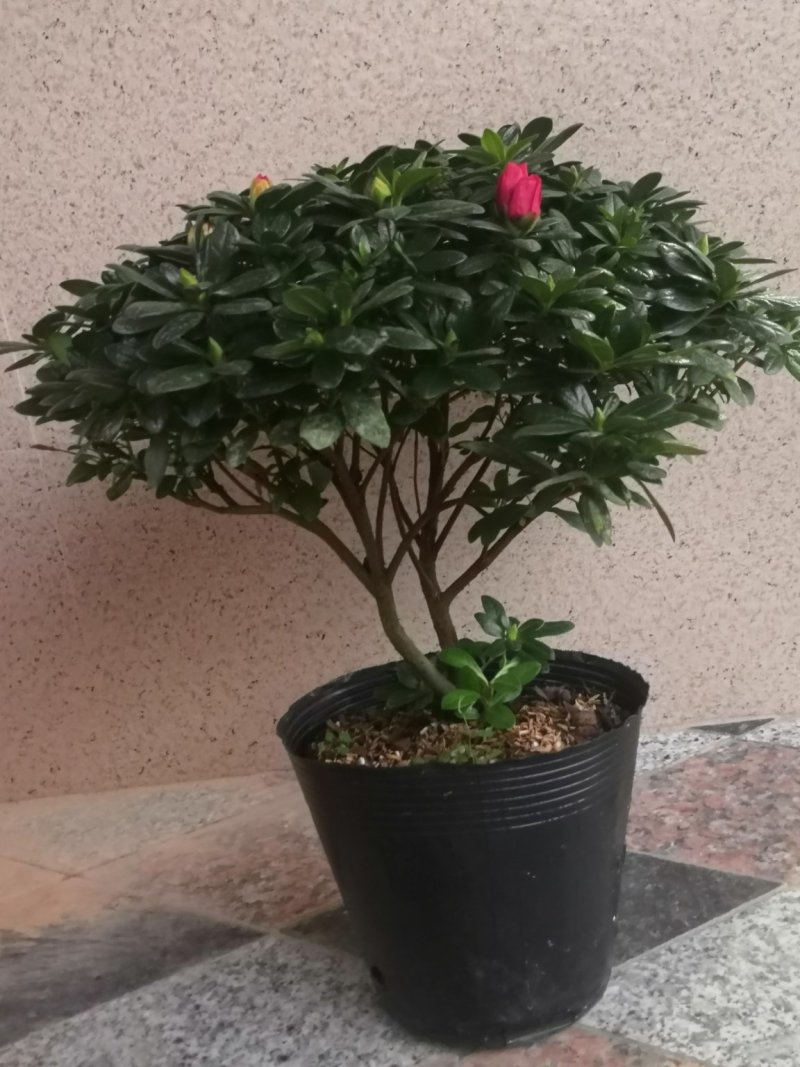 杜鹃花盆栽植物室内带花好养的花常年四季开花不断花卉观花植
